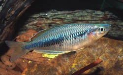Melanotaenia irianjaya